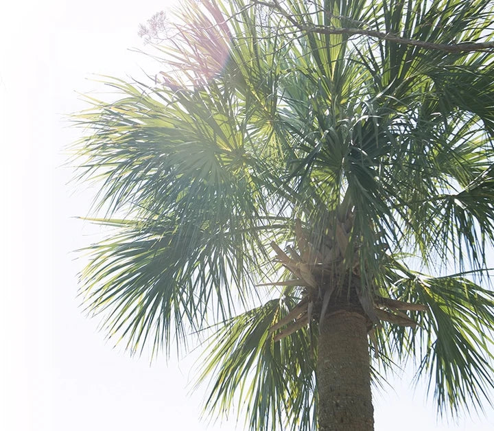 A close-up, upward view of a palm tree with green fronds and a brown trunk against a bright white sky with sun flare.